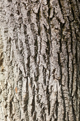 Obraz premium Bark on a tree as an abstract background