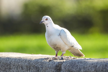 Portrait of a dove in a park