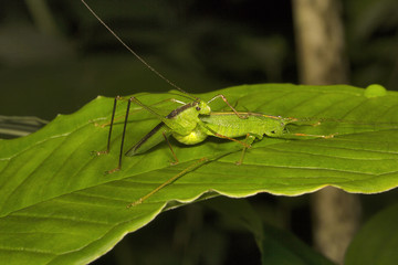 Fototapeta premium Bush katydid, Phaneropteridae, Aarey milk colony Mumbai