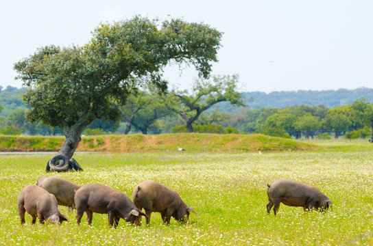 Iberian pigs in the meadow of Extremadura. Pigs of lampino breed