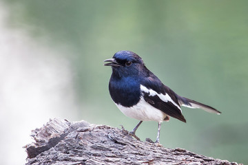 Oriental magpie-robin (Copsychus saularis) sitting on a tree in Keoladeo Ghana National Park, Bharatpur, India