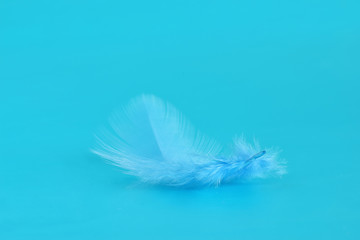 Feather of bird colored in blue