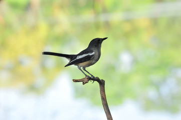 Oriental magpie robin