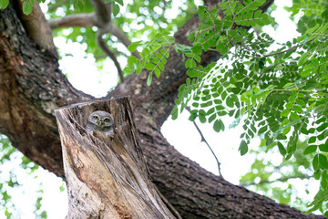 spotted owl in Thailand