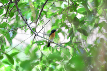 hill blue flycatcher