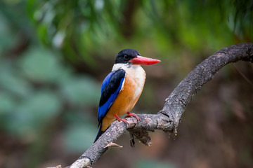 Black-Capped Kingfisher has a purple-blue wings and back, black head and shoulders, white neck collar and throat, and rufous underparts.