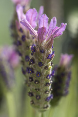 Lavendel