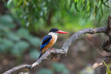 Black-Capped Kingfisher has a purple-blue wings and back, black head and shoulders, white neck collar and throat, and rufous underparts.