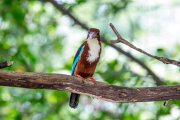 White-throated Kingfisher is a bright blue back, wings and tail. Its head, shoulders, flanks and lower belly are chestnut, and the throat and breast are white.