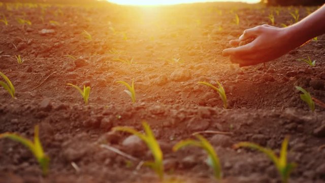 The farmer's hands are testing the soil on a field with young corn seedlings
