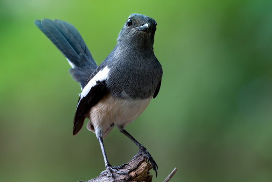 Oriental magpie robin