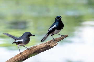 Oriental magpie robin
