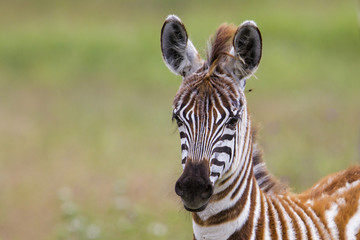 Fototapeta na wymiar Young baby zebra in the Ngorongoro Crater National Park in Tanzania