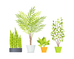 Indoor Floor Plants in Pots Isolated Illustrations
