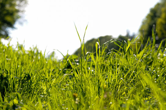 Wiese sattes frisches gr&uuml;nes gras natur erholung