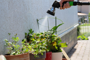 gartenarbeit kleingarten hand gießen sprengen wasserschlauch wasser