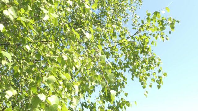 young birch, poplar, windy, sunny day, blue sky