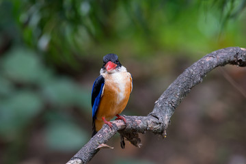 Black-Capped Kingfisher has a purple-blue wings and back, black head and shoulders, white neck collar and throat, and rufous underparts.