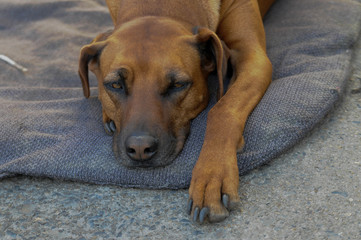 hund liegt im körbchen und schläft relaxt