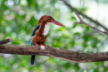 White-throated Kingfisher s a bright blue back, wings and tail. Its head, shoulders, flanks and...