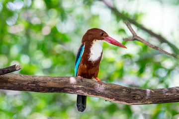 White-throated Kingfisher s a bright blue back, wings and tail. Its head, shoulders, flanks and lower belly are chestnut, and the throat and breast are white.
