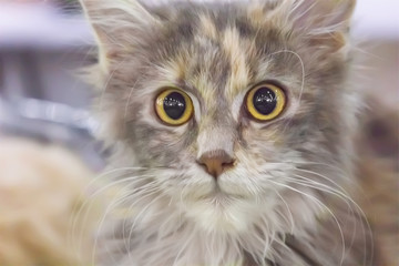 Cute longhair kitten tortoiseshell colored.