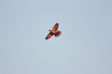 Bird