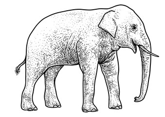 Asian elephant illustration, drawing, engraving, ink, line art, vector