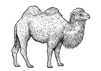 Bactrian camel illustration, drawing, engraving, ink, line art, vector