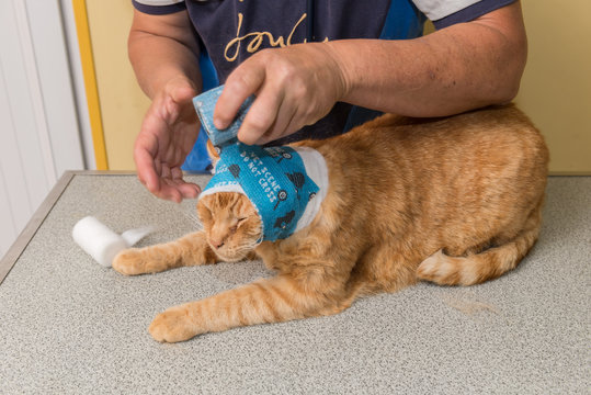 Les cabinets vétérinaire donnent des soins au animaux, coupent les griffes et nettoie les oreilles et les yeux .Ils les nourrissent avec des seringues avec des aliments liquides