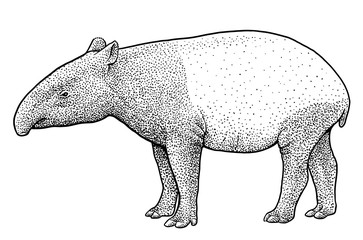 Malayan tapir illustration, drawing, engraving, ink, line art, vector - obrazy, fototapety, plakaty