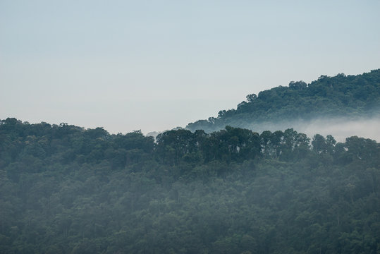 Fototapeta fog above rainforest