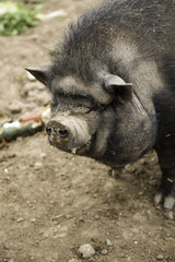 Vietnamese farm pig