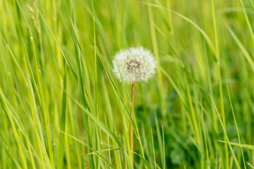 Dandelion seed head in green grass