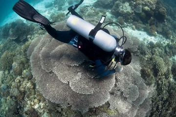 Fotobehang Scuba diver exploreds rich coral reef  © frantisek hojdysz