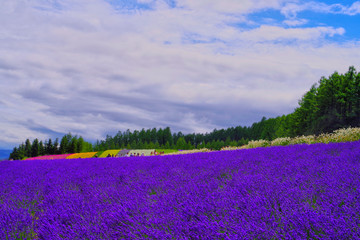Fototapeta na wymiar Beautiful Panoramic Natural Landscape of lavender field and Irodori Field where is beautiful Rainbow colors of flower field that is highlight famous spot in Tomita farm, Furano town, Hokkaido, Japan.