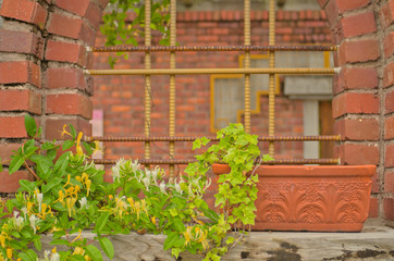 Fototapeta na wymiar Green Algerian ivy plants (Hedera algeriensis) and white, yellow Japanese Honeysuckle flowers in the clay flowerpot that placed in front of the red brick arched windows in beautiful garden in Japan.