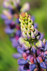 Colorful lupins in the summer garden. Germany