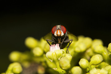 Fly, Aarey milk colony Mumbai , India