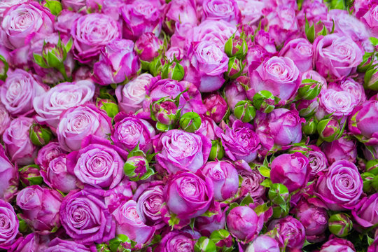 floral background of pink roses