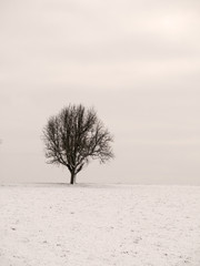 Lonely apple tree in the snow