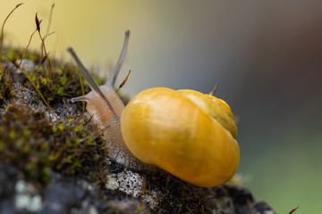 Garten B&auml;nderschnecke ohne B&auml;nder