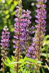 Colorful lupins in the summer garden, Germany. Backlit Photograph