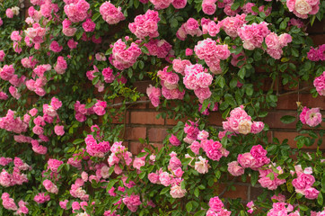 Fototapeta na wymiar Full bloom of Pretty Pale Pink Climbing Roses background. Beautiful Sweet Rambling Rose Flower (Rosa Super Fairy, Mannington Mauve Rambler) pattern in Uminonakamichi garden ,Fukuoka , kyushu ,Japan.