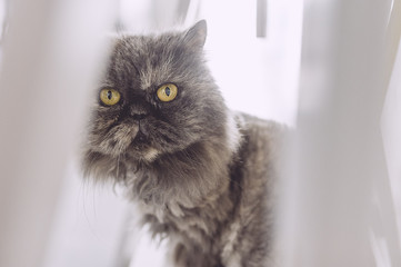 Portrait d'un chat persan gris aux yeux jaune