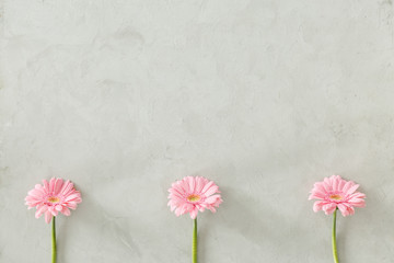 Three pastel pink daisy flowers at the bottom of gray background with copy space