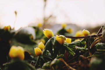 gelbe Blume Makro Tau Winter