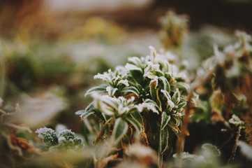 rot Blume Pflanze Winter Frost Tau