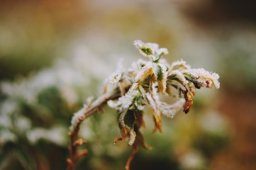 rot Blume Pflanze Winter Frost Tau