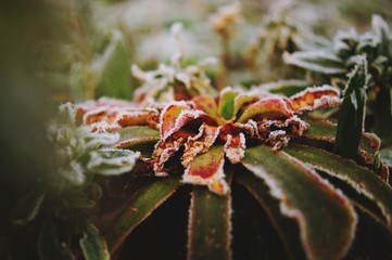rot Blume Pflanze Winter Frost Tau